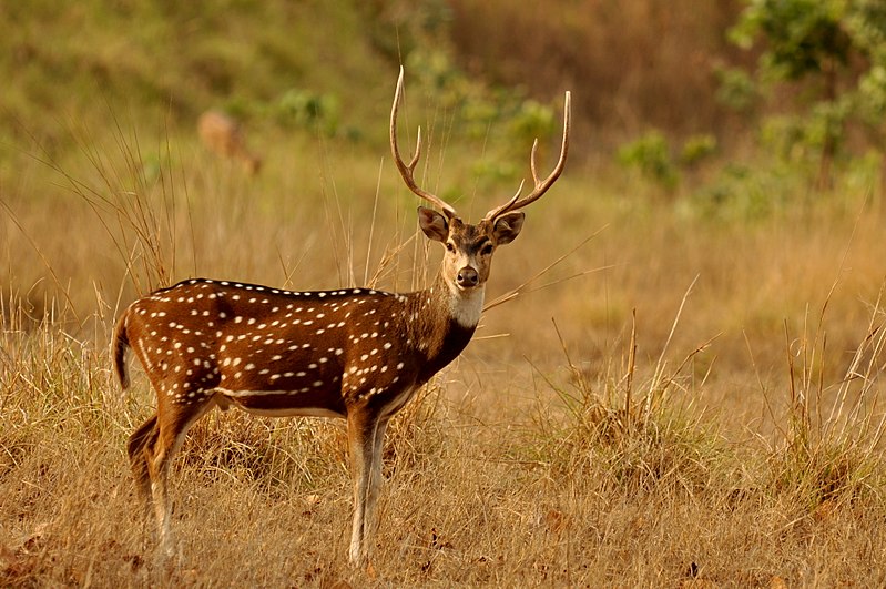 chital